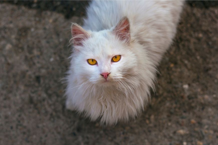 Внешний вид турецких ангорских кошек Внешний вид турецких ангорских кошек